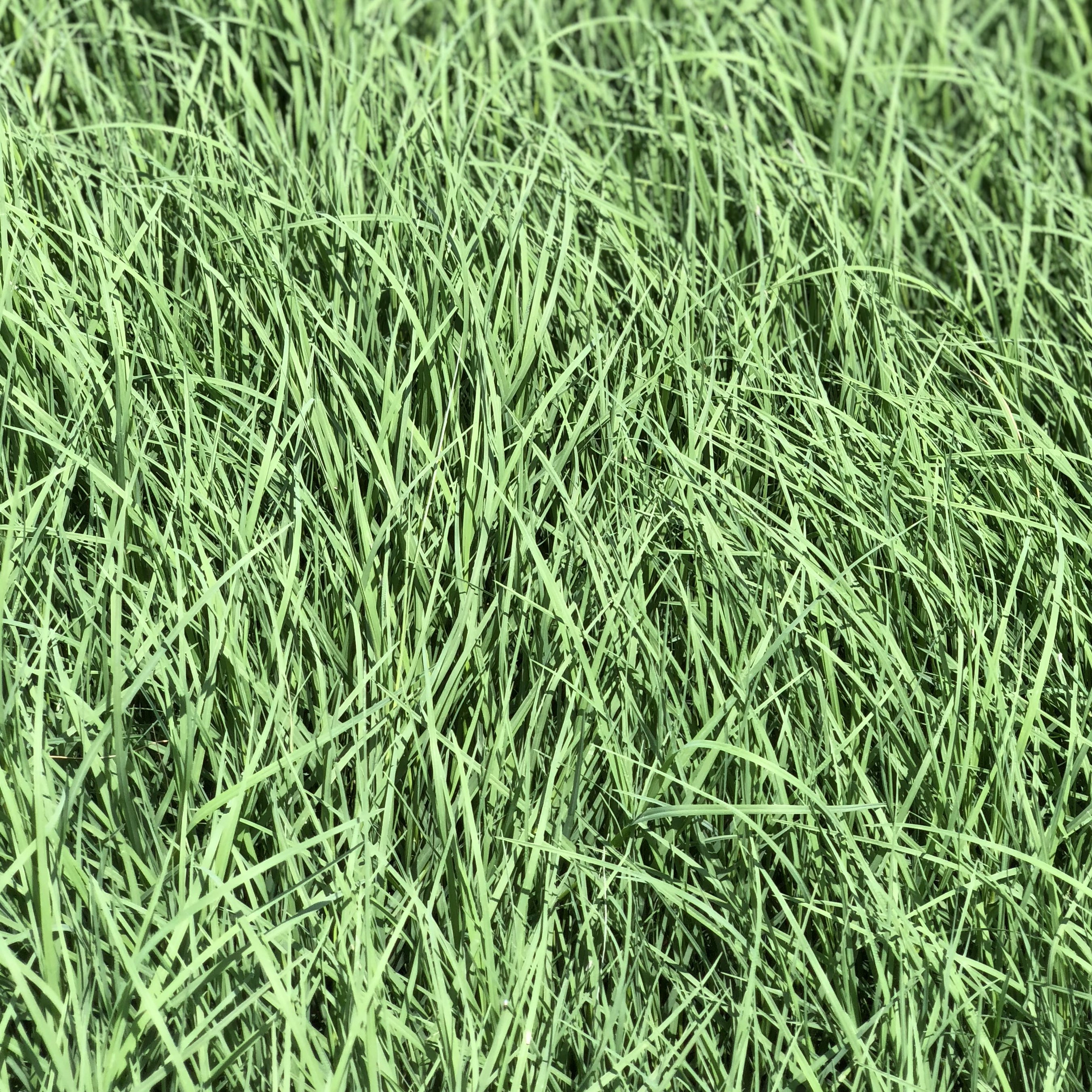 Hay For Sale In Texas Hay Map