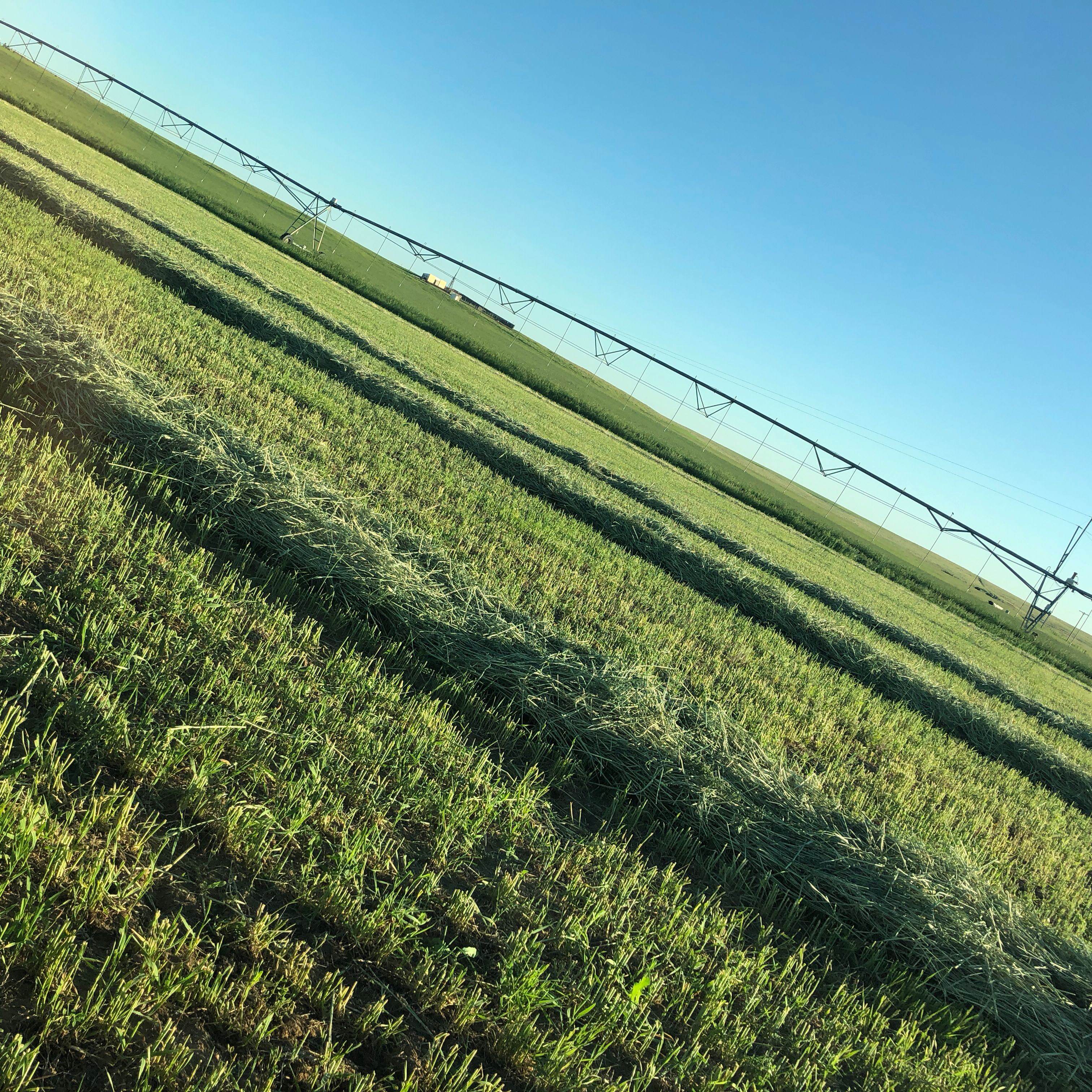 Hay For Sale In Wyoming Hay Map