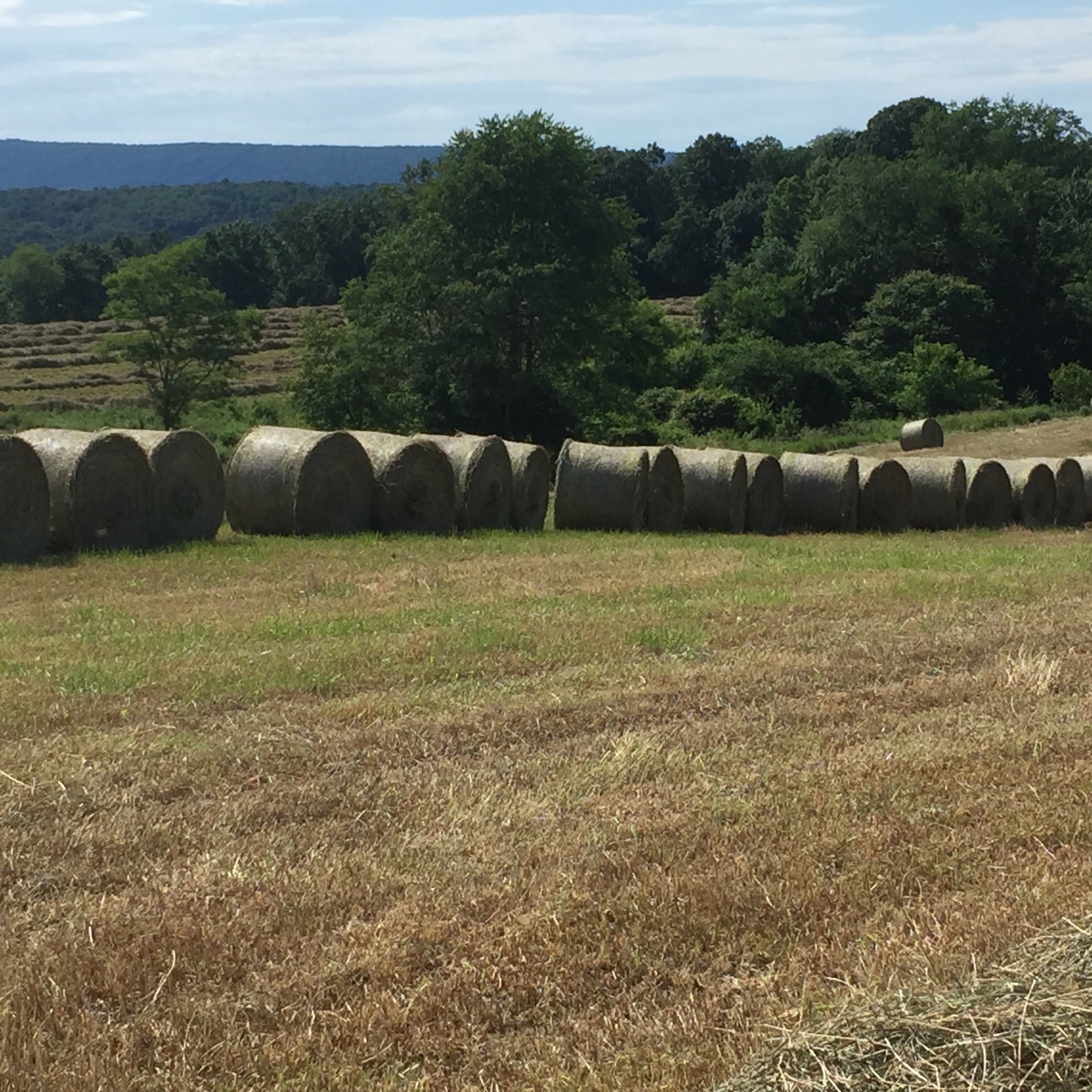 Hay For Sale In Pennsylvania Hay Map